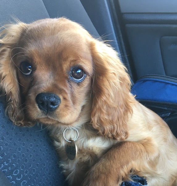 Your favourite dog breed?