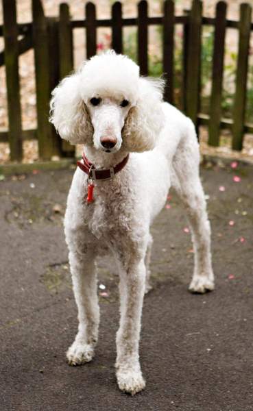Your favourite dog breed?