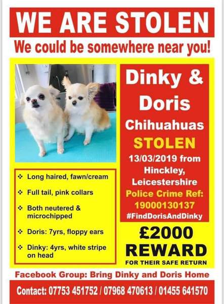 Can we talk about dog theft?