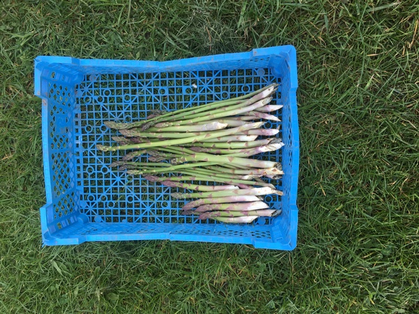 Allotment?Veg Patch Thread 13! Are we weathering the weather?