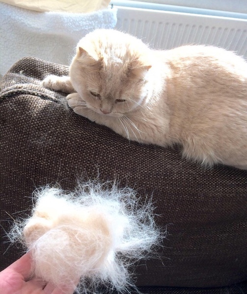 What do you brush your cat with?