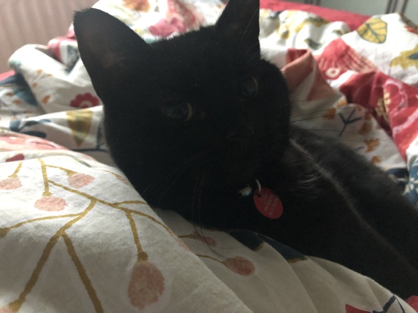 Westminstenders: 1001 Ways to wait for EUCO - Sprouts, Nits and Brexit