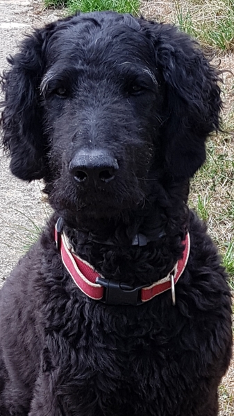 Your favourite dog breed?
