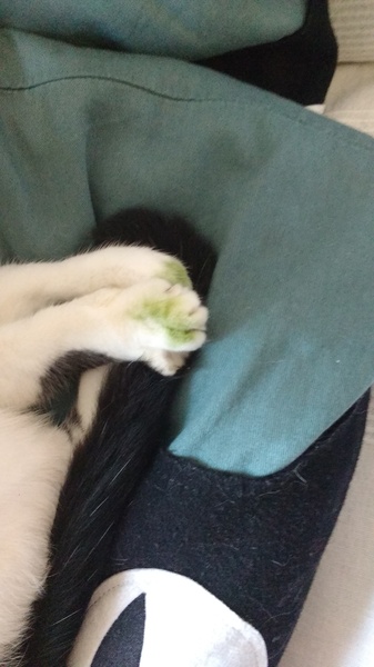 What's this on KittenCat's paw?!