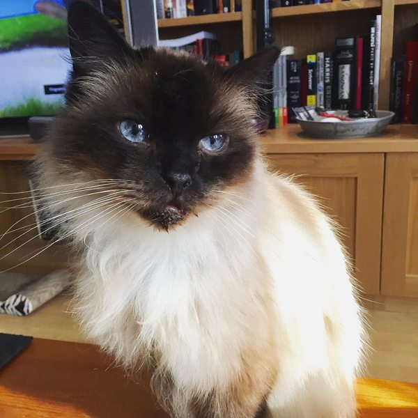 Do you have a ragdoll?