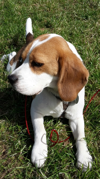 Your favourite dog breed?