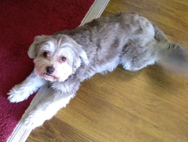 Tips for a reluctant dog owner other than ‘don’t do it’?