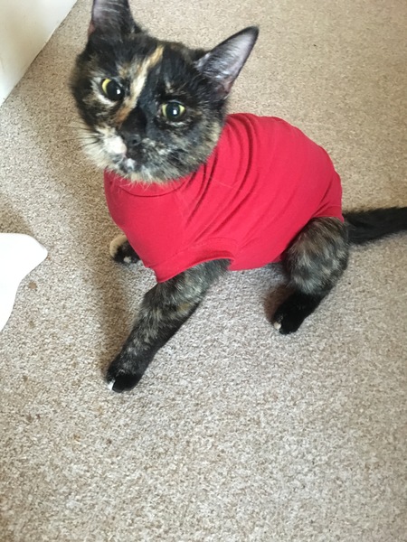 Cat in medical bodysuit not happy