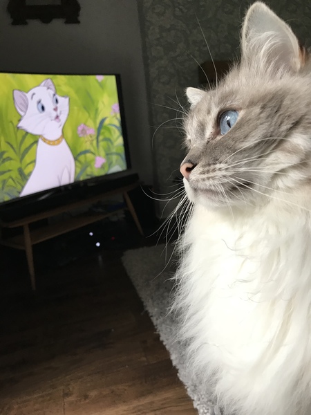Do you have a ragdoll?