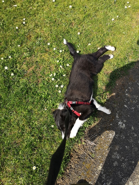 General Dog Chat 5