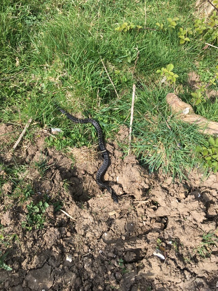 Found an adder 🐍 in the garden today
