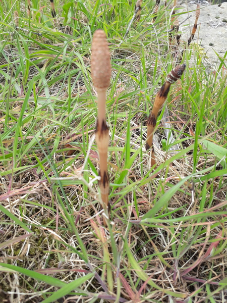 What is this weed?