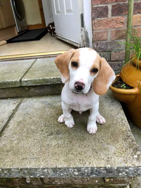 General Dog Chat 5