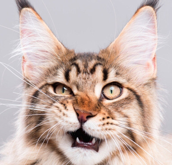 Weird cat advert anyone?