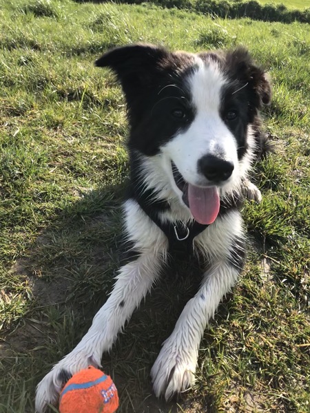 Your favourite dog breed?