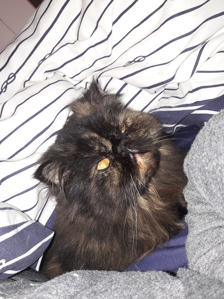 Since there is a rag doll thread, we need a Persian thread!