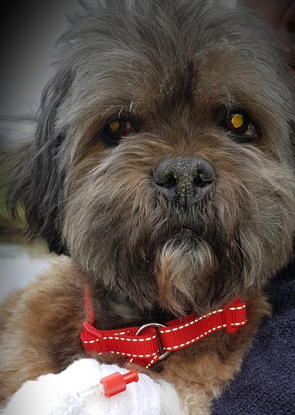 Anyone up? My old boy is ill.