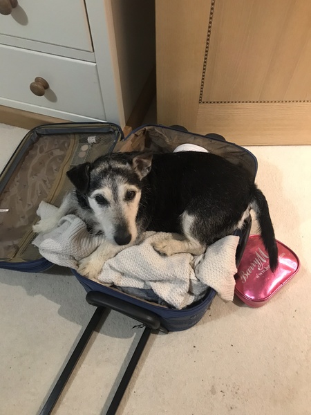 I can’t get over the death of my dog