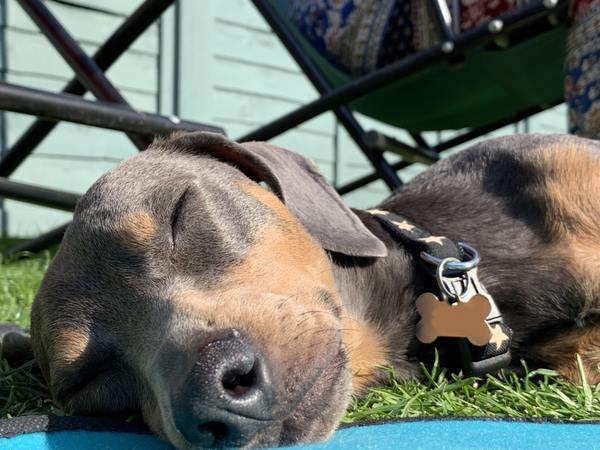 A lovely thread full of dog photos in the sun
