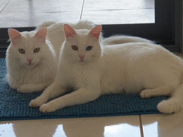 Brother cat attacking sister