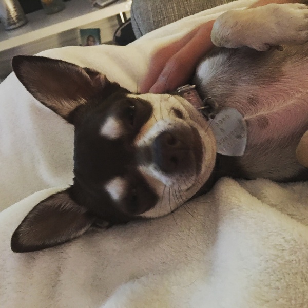 Show me your dog