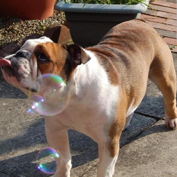 A lovely thread full of dog photos in the sun