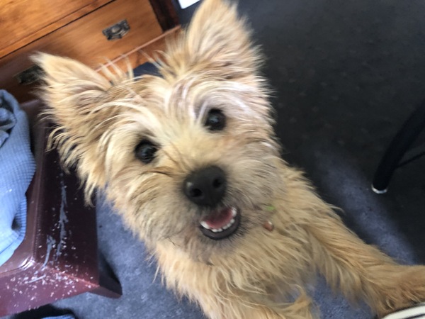 Show me your dog