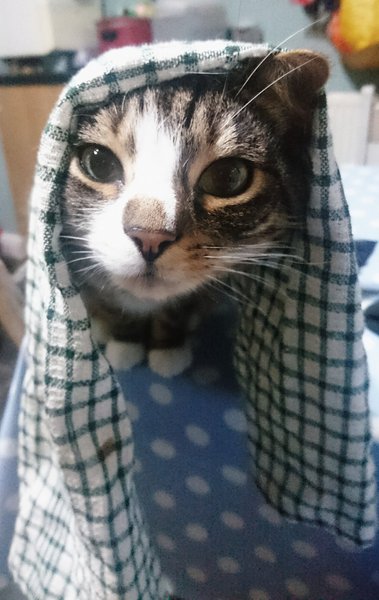 Cats or Dogs, if only on species could survive?