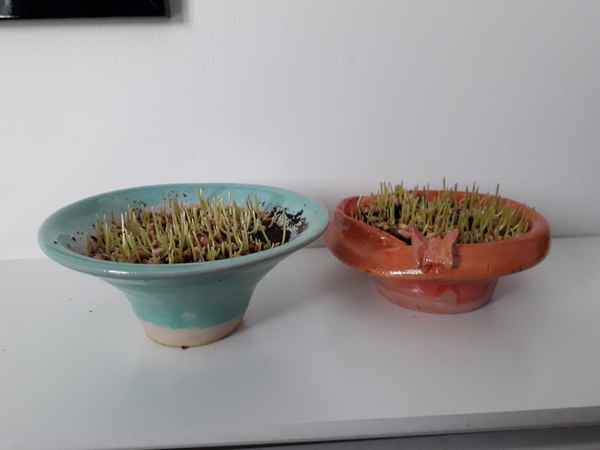Creepy Wheatgrass *warning* pictures