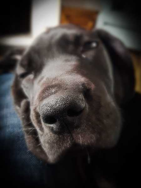 Insurance for Great Dane puppy