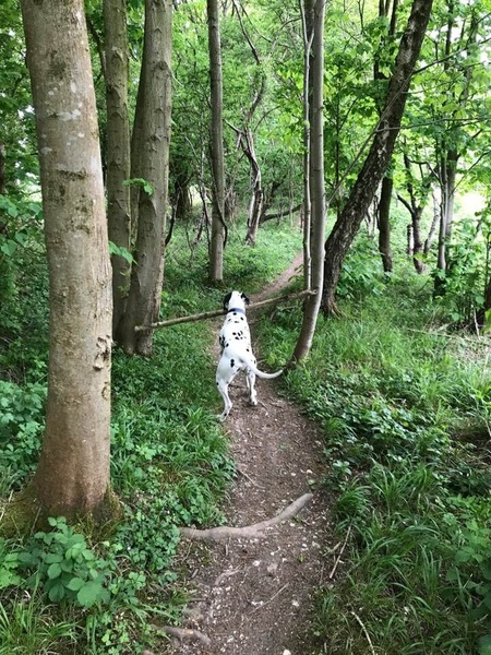 How often do you walk your dogs?
