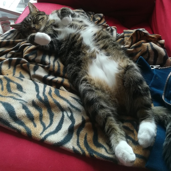 Giving kitten to someone in a flat? Is it cruel?
