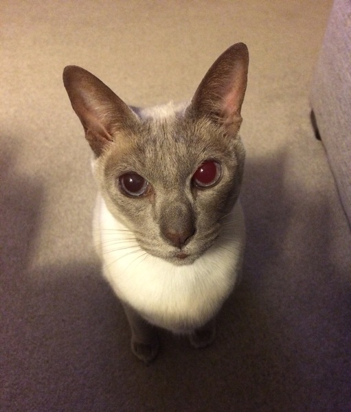 Westminstenders: The May Compromise