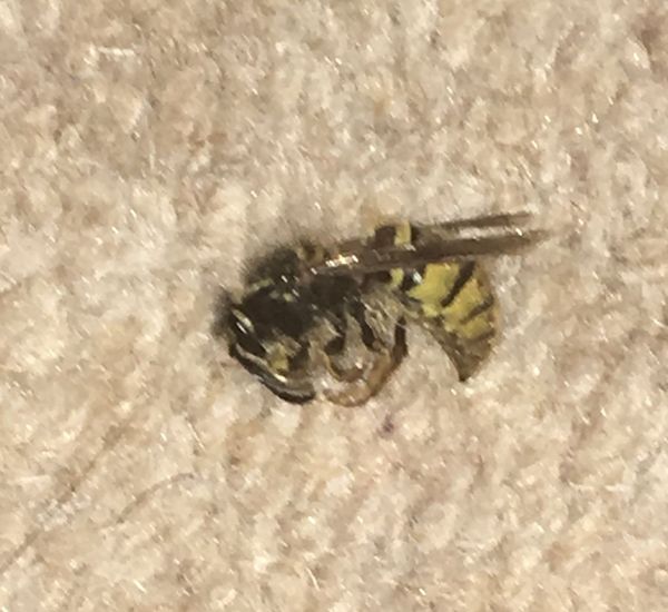 Hundreds of wasps