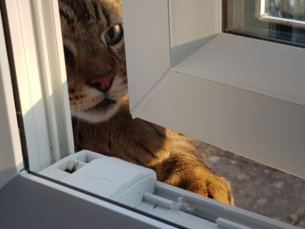 Next door's -thug- cat