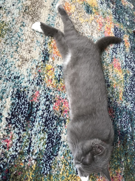 Cat acting strangely after neutering