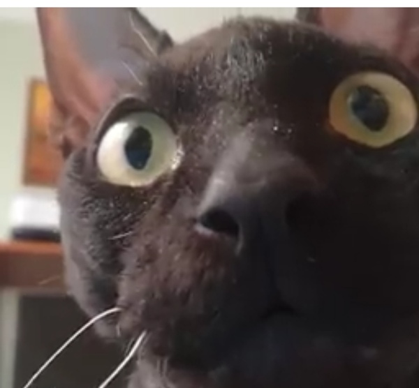Weird cat advert anyone?