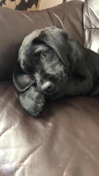 Puppy Has Been Bitten
