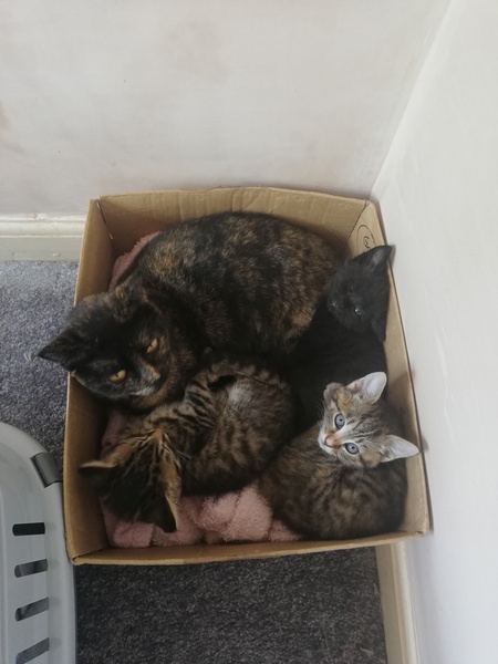 Giving kitten to someone in a flat? Is it cruel?