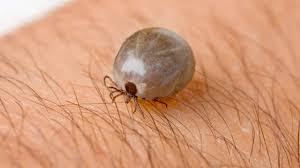 Massive tick
