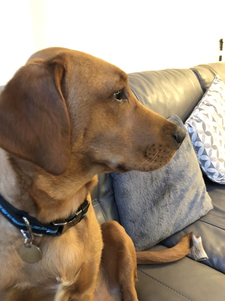 Show me your dog