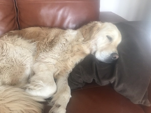 Ive had a golden retriever puppy 4 days....and changed my mind