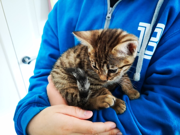 Am I mad to consider 3rd cat?