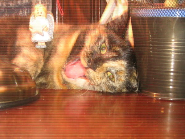 Cats or Dogs, if only on species could survive?
