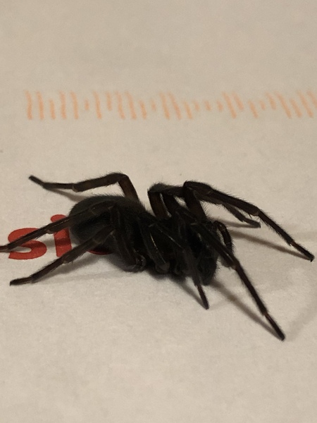Spider identification please - ***PICTURE!***