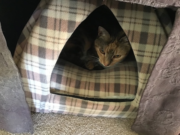 Westminstenders: The Schlong Extension