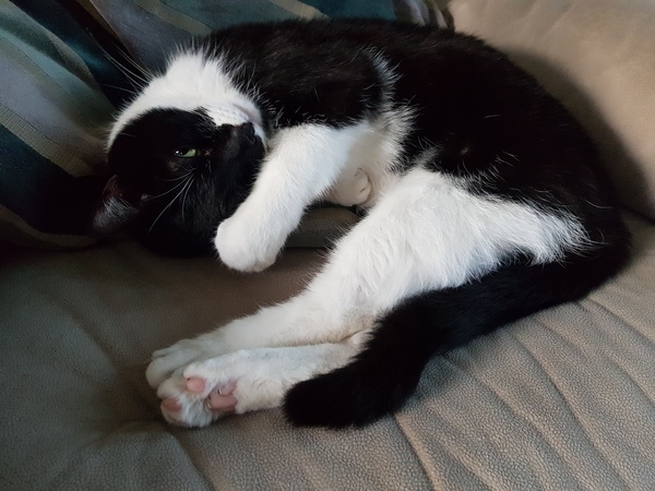 Whats your Cats name?