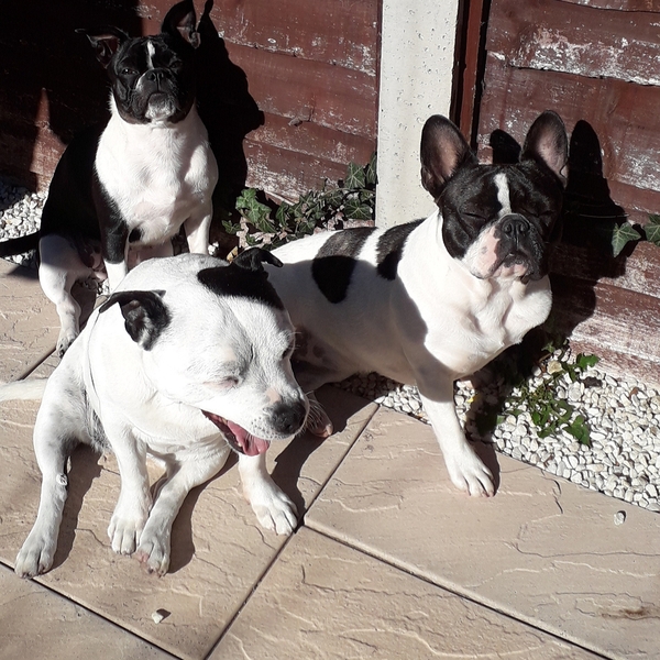 Your favourite dog breed?