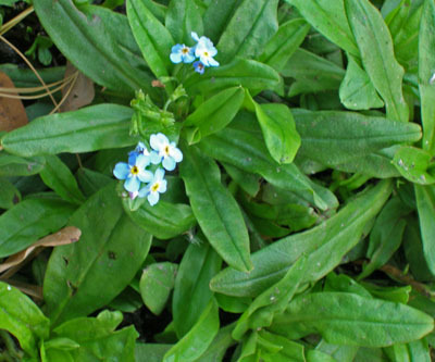 Are these plants I want in my garden - id needed