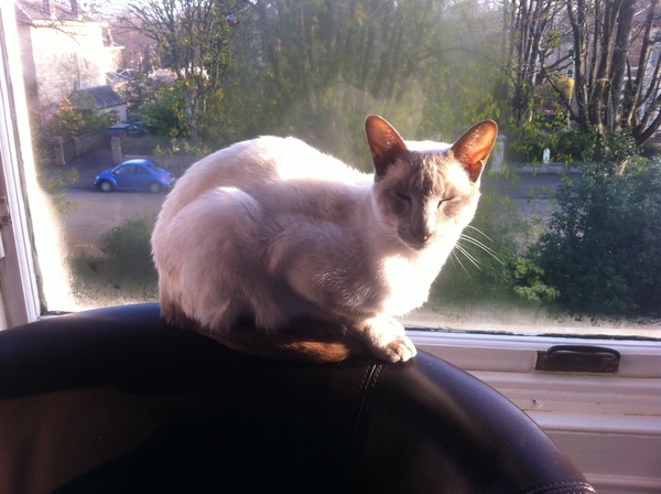 Westminstenders: A False Sense of Security